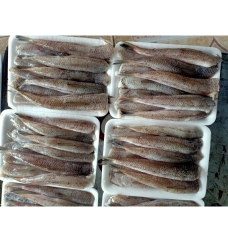 Cá Bống Biển FM