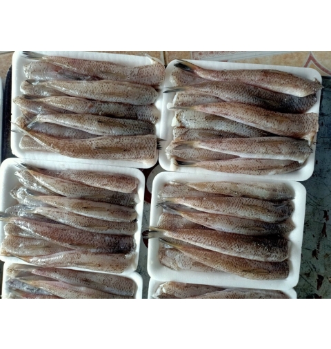Cá Bống Biển FM