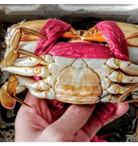 Cua Yếm Vuông