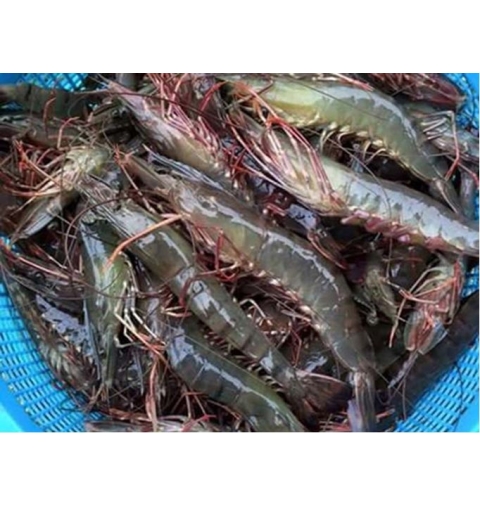 Tôm Thẻ/Tôm Sú Nhỏ