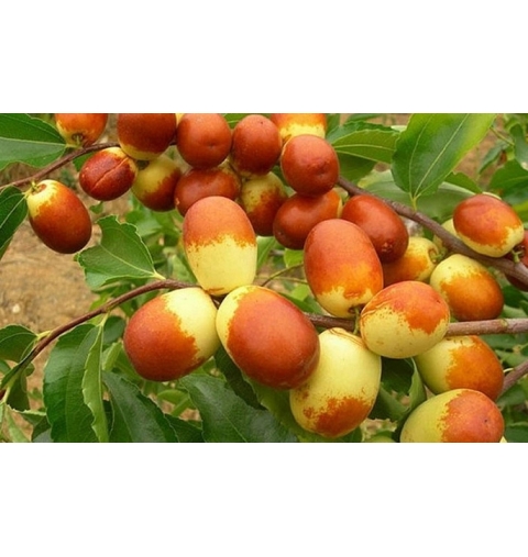 Táo hồng trái lớn