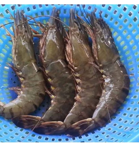 Tôm thẻ/Tôm sú loại 4