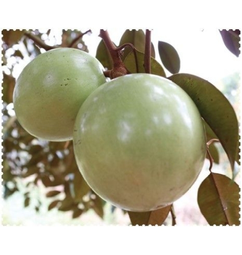 Vú Sữa Trắng