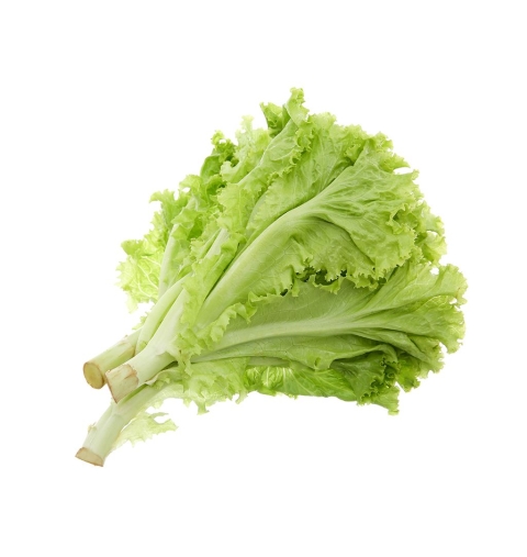 Xà Lách Lolo Xanh